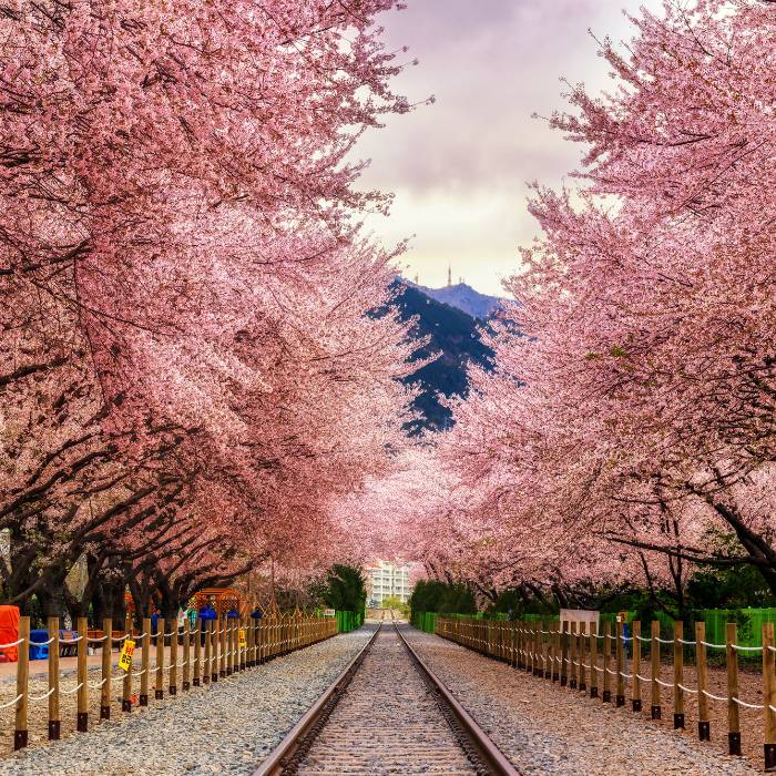Korea Garden Festival 2